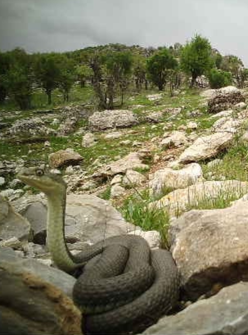 Güneydoğu'da dev yılan fotokopana yakalandı - Resim : 1