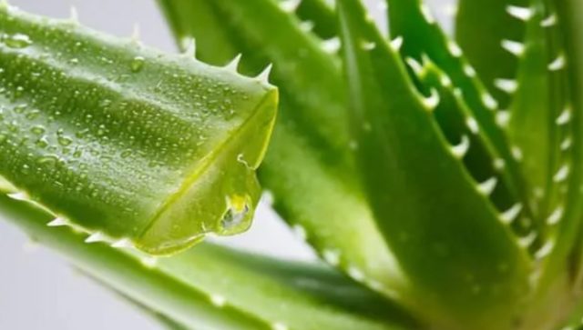 Tamamen doğal yollarla saç düzleştirmek için mükemmel tarifler - Resim : 2