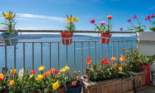En Güzel Balkon Çiçekleri (Bitki Önerileri & Tavsiyeler) - Resim : 6