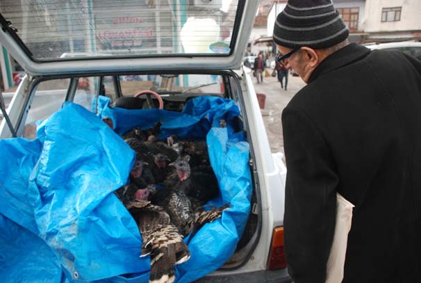 Otomobildeki hindilerden ilginç görüntü - Resim : 2