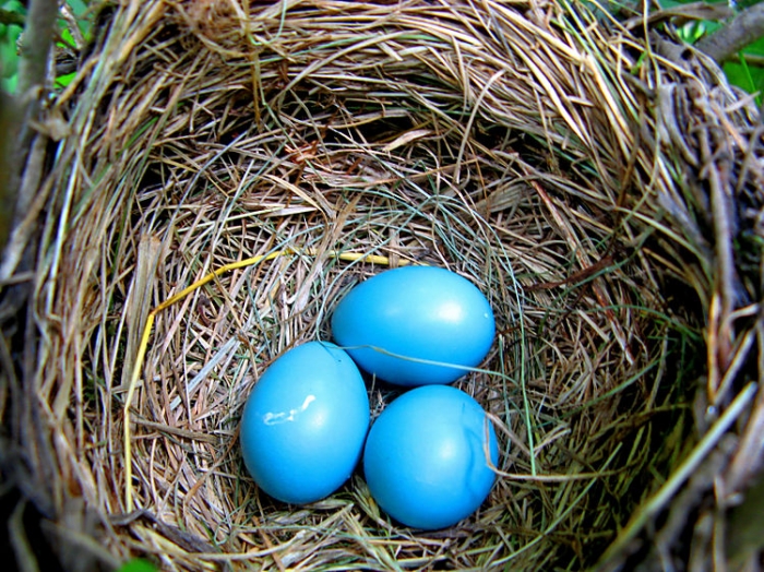 Çiftlik Bank'ın 5 milyon mavi yumurtası bakın ne çıktı ! - Resim : 1