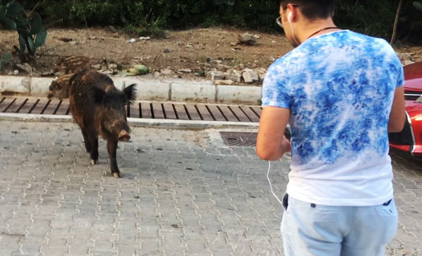 Yaban domuzları şehir merkezine indiler ! - Resim : 1