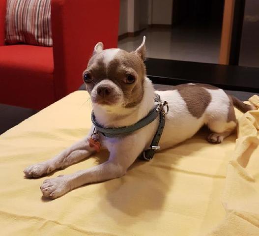 Kasklı hırsız girdiği evde köpeği gasp etti - Resim : 2