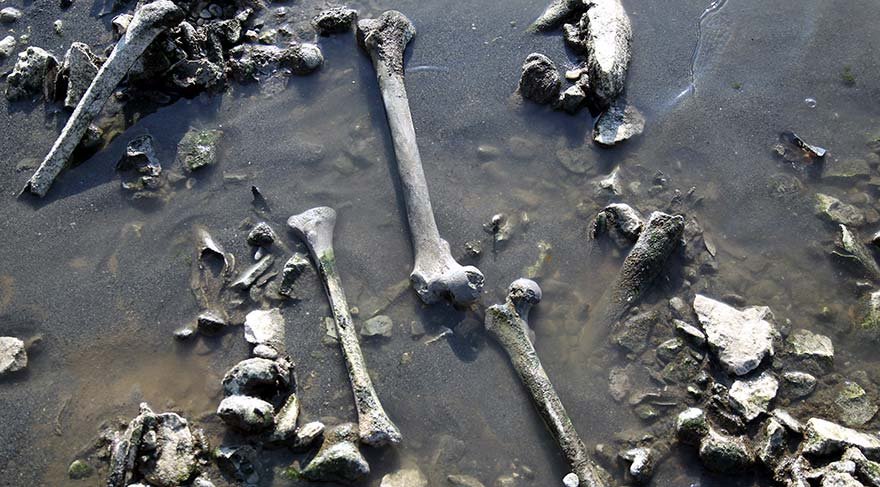 Van Gölü sahilinde insan kafatası ve kemikleri bulundu - Resim : 1