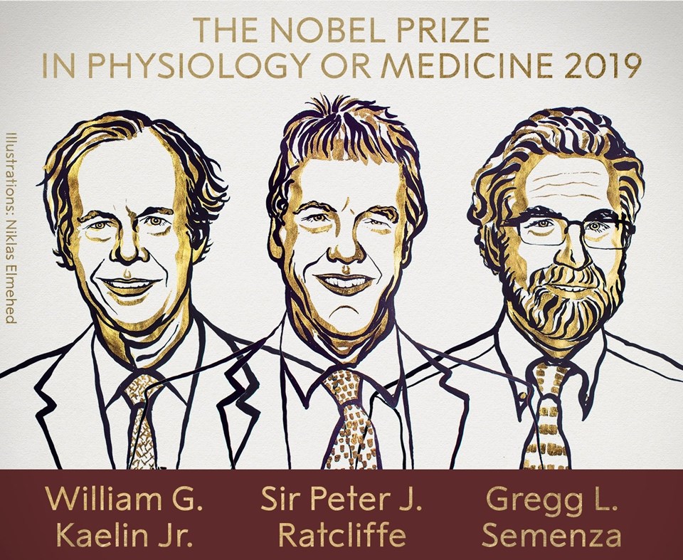 2019 Nobel Tıp Ödülü'nün sahipleri belli oldu - Resim : 1