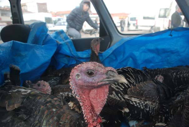Otomobildeki hindilerden ilginç görüntü - Resim : 1