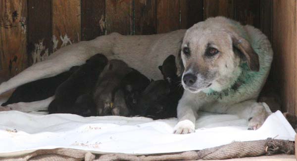 7 kurt yavrusuna köpek bakıyor - Resim : 1