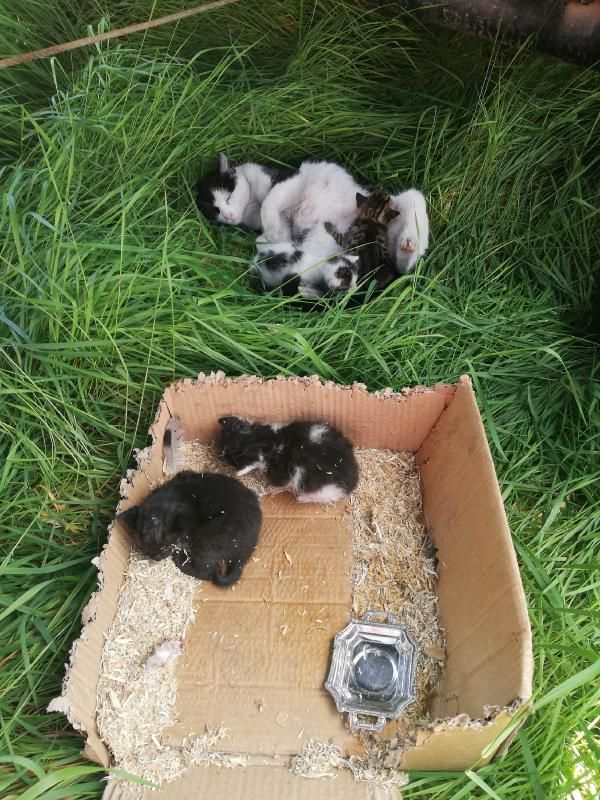 Yanan binadaki kedi ve yavruları kurtuldu - Resim : 1