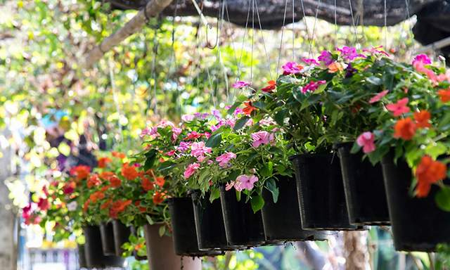 En Güzel Balkon Çiçekleri (Bitki Önerileri & Tavsiyeler) - Resim : 7