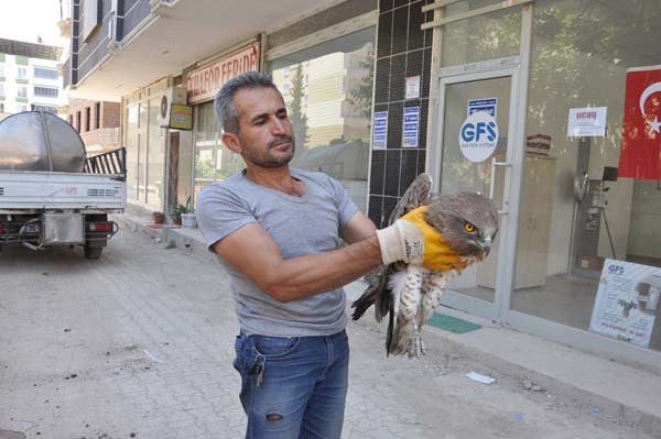 Yol kenarında bulundu - Resim : 2