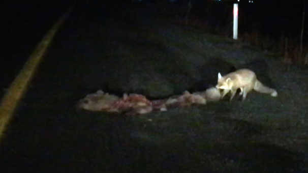 Kış uykusu için yer ararken telef olan ayı tilkiye yem oldu - Resim : 1