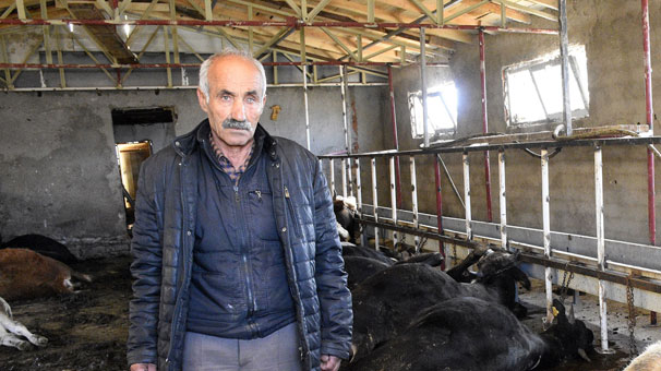 Büyükbaş hayvanlar telef oldu - Resim : 1