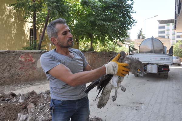 Yol kenarında bulundu - Resim : 1