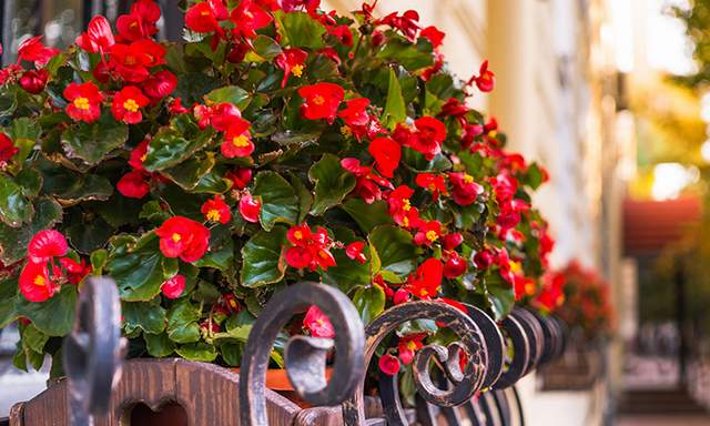 En Güzel Balkon Çiçekleri (Bitki Önerileri & Tavsiyeler) - Resim : 4