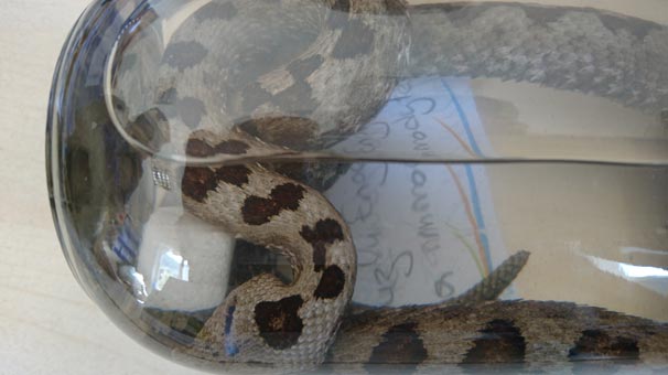 İlk defa boynuzlu engerek yılanı yakalandı - Resim : 1