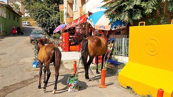 Aç kalan atlar şehri birbirine kattı - Resim : 1