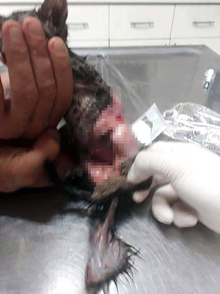 Bunu yapan insan olamaz ! Vahşet... - Resim : 2