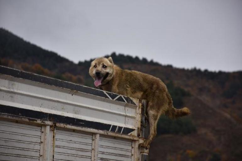 Kamyonun kasasında şoke eden görüntü - Resim : 1