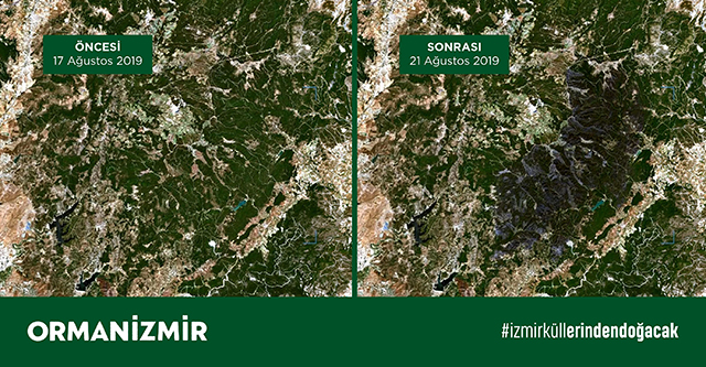İzmir Büyükşehir Belediyesi: 5 bin hektar orman yandı - Resim : 1