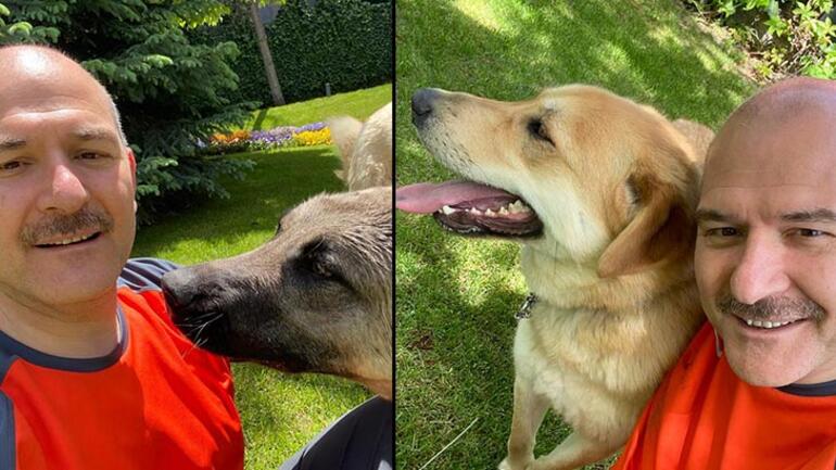 Bakan Soylu, sahiplendiği köpeklerin fotoğraflarını paylaştı - Resim : 1