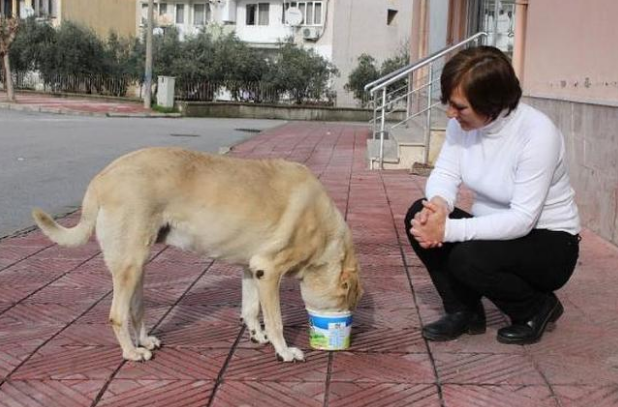 Manisa'da köpek dehşeti: ''Boğazımdan tutup...'' - Resim : 2