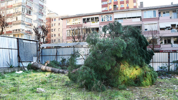 Yer: Kadıköy... 100 yıllık ağacı kesip böyle kaçtılar - Resim : 1