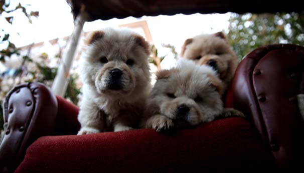 Bagajda bulunan yavru köpekler ihaleyle satılacak - Resim : 2