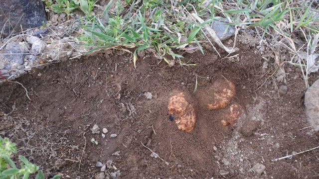 Domalan mantarının kilosu 80 liradan satılıyor - Resim : 1