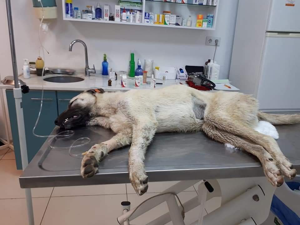 Cani adam ! Okla hayvanları öldürdü - Resim : 1