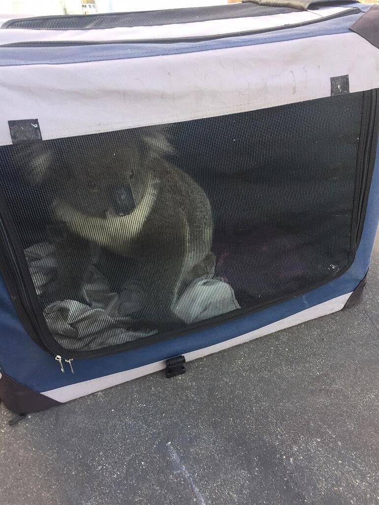 Kazaya neden olan koala direksiyona geçip poz verdi! - Resim : 1