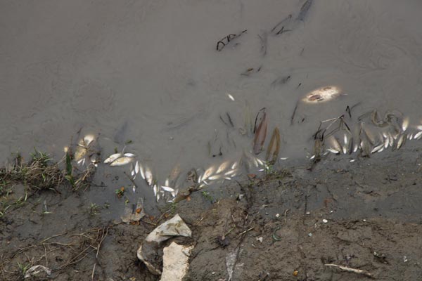 Yeşilırmak'ta balık ölümleri - Resim : 1